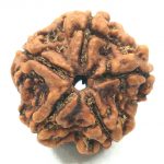 Collector 5 Mukhi Rudraksha