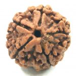 Collector 5 Mukhi Rudraksha