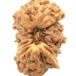 Rare 20 Mukhi Ganesh Rudraksha - 15.20 mm - Java