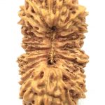 Collector 24 Mukhi Rudraksha