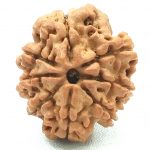 8 Mukhi Rudraksha