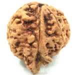 Collector Ganesh Rudraksha