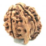 Collector Ganesh Rudraksha