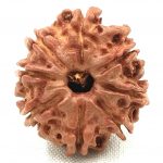 8 Mukhi Rudraksha