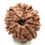 8 Mukhi Rudraksha