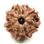 8 Mukhi Rudraksha