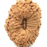 Collector 23 Mukhi Rudraksha