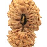 Collector 25 Mukhi Rudraksha