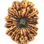 Rare Collector 17 Mukhi Rudraksha