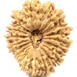 20 Mukhi Rudraksha