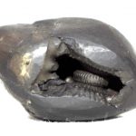 Jwala Narsimha Shaligram