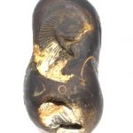 Kurma Shaligram