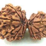 Collector Garbh Gauri Rudraksha - 13 Mukhi
