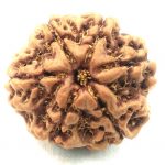 Collector 6 Mukhi Rudraksha
