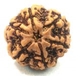 Collector 6 Mukhi Rudraksha