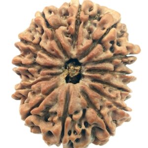 Collector 13 Mukhi Rudraksha - Nepal