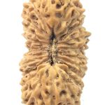 Collector 22 Mukhi Rudraksha
