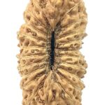 Rare 22 Mukhi Rudraksha - 19.22 mm