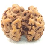 Rare Gauri Shankar Rudraksha - 5 Mukhi