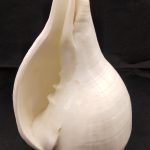 Rare Big Size Vamavarti Shankh For Blowing
