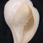 Rare Big Size Vamavarti Shankh For Blowing