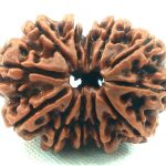 Gauri Shankar Rudraksha - 12 Mukhi