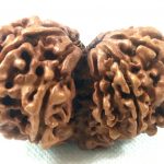 Collector Gauri Shankar Rudraksha - 10 Mukhi