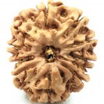 Collector 10 Mukhi Rudraksha - Nepal