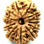 Collector 12 Mukhi Rudraksha
