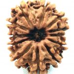 Collector 12 Mukhi Rudraksha