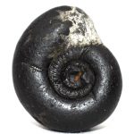 Vaikuntha Shaligram