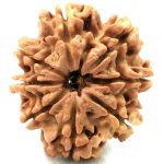 Super Collector Size 8 Mukhi Rudraksha - Nepal