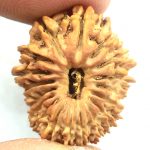 18 Mukhi Rudraksha