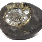 Adwaitya Golden Laxmi Dhanvantari Sudarshan Shweta Vaikuntha KalpaVriksha Shaligram