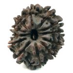 12 Mukhi Rudraksha