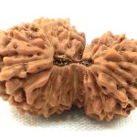 Collector 18 Gauri Shankar Rudraksha