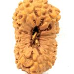 Collector 18 Mukhi Rudraksha