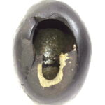 Adwaitya Golden Maa Brahmacharini Navdurga Shaligram