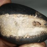 Laxmi Narayan Shaligram