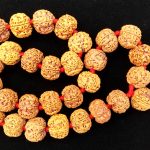 Rare Collector Big Size 5 Mukhi Rudraksha Kantha