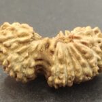 21 Mukhi Gauri Shankar Rudraksha