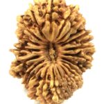 21 Mukhi Rudraksha - Collector Size - Nepal