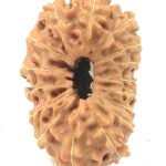 Collector 16 Mukhi Rudraksha