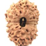 Collector 16 Mukhi Rudraksha