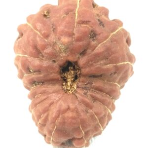 Collector 16 Mukhi Rudraksha