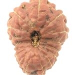 16 Mukhi Rudraksha - Java - Collector Size - 19.50 mm