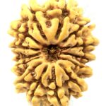 Collector 14 Mukhi Rudraksha - Nepal