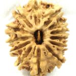 Collector 13 Mukhi Rudraksha - Nepal