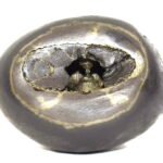 Rare Big Size Damodar Shaligram