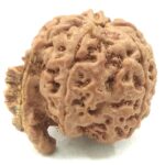 Collector Ganesh Rudraksha
